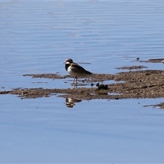 Thinornis melanops (Black-fronted Dotterel) at Fyshwick, ACT - 13 Sep 2025 by RodDeb