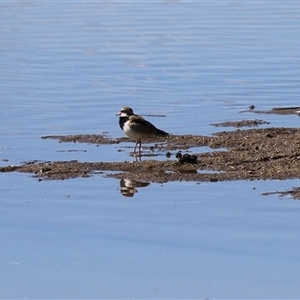 Thinornis melanops (Black-fronted Dotterel) at Fyshwick, ACT - 13 Sep 2025 by RodDeb