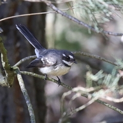 Rhipidura albiscapa (Grey Fantail) at Kingston, ACT - 13 Sep 2025 by RodDeb