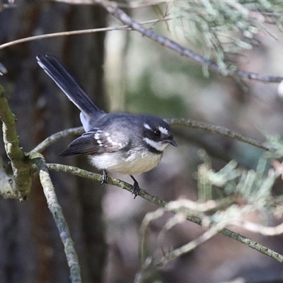 Rhipidura albiscapa (Grey Fantail) at Kingston, ACT - 13 Sep 2025 by RodDeb