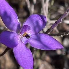 Glossodia minor (Small Wax-lip Orchid) at Porters Creek, NSW - 14 Sep 2025 by Clarel