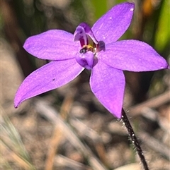 Glossodia minor at Porters Creek, NSW - suppressed