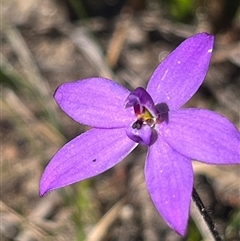 Glossodia minor at Porters Creek, NSW - suppressed