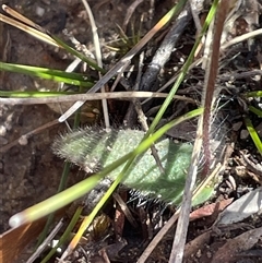 Glossodia minor at Porters Creek, NSW - suppressed