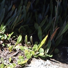 Pyrrosia rupestris (Rock Felt Fern) at Porters Creek, NSW - 14 Sep 2025 by Clarel