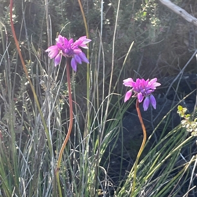 Sowerbaea juncea (Vanilla Lily) at Porters Creek, NSW - 14 Sep 2025 by Clarel