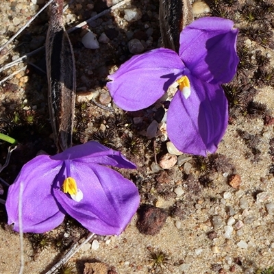 Patersonia sericea (silky purple-flag) at Porters Creek, NSW - 14 Sep 2025 by Clarel