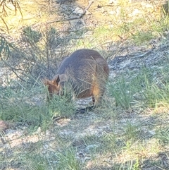 Wallabia bicolor (Swamp Wallaby) at Bucketty, NSW - 14 Sep 2025 by MartinPredavec