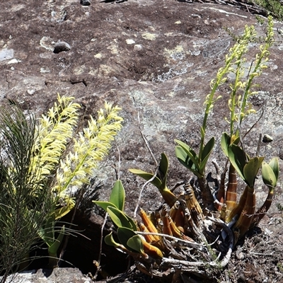 Dendrobium speciosum var. speciosum (Sydney Rock Orchid) at Porters Creek, NSW - 14 Sep 2025 by Clarel