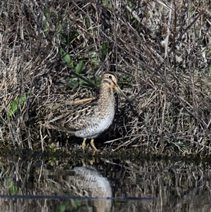 Gallinago hardwickii (Latham's Snipe) at Fyshwick, ACT - 13 Sep 2025 by davidcunninghamwildlife