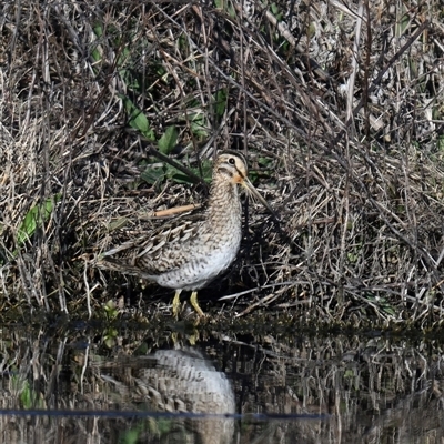 Gallinago hardwickii (Latham's Snipe) at Fyshwick, ACT - 13 Sep 2025 by davidcunninghamwildlife