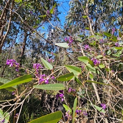 Hardenbergia violacea (False Sarsaparilla) at Monga, NSW - 14 Sep 2025 by MatthewFrawley