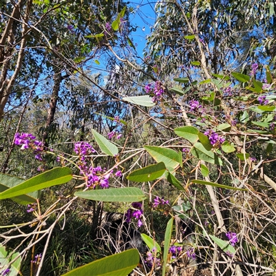 Hardenbergia violacea (False Sarsaparilla) at Monga, NSW - 14 Sep 2025 by MatthewFrawley