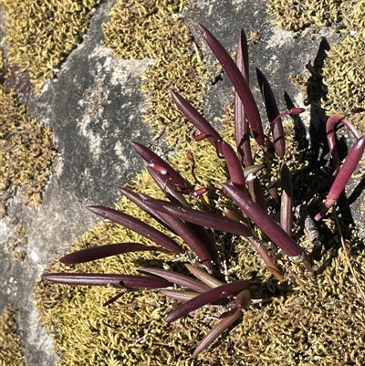 Dockrillia striolata (Streaked Rock Orchid) at Pointer Mountain, NSW - 14 Sep 2025 by Clarel