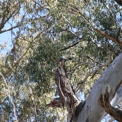Callocephalon fimbriatum (Gang-gang Cockatoo) at Tharwa, ACT - 14 Sep 2025 by VanceLawrence