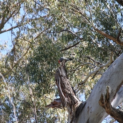 Callocephalon fimbriatum (Gang-gang Cockatoo) at Tharwa, ACT - 14 Sep 2025 by VanceLawrence