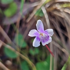 Viola hederacea (Ivy-leaved Violet) at Monga, NSW - 14 Sep 2025 by MatthewFrawley