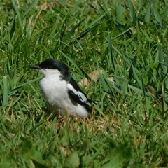 Lalage tricolor (White-winged Triller) at Symonston, ACT - 14 Sep 2025 by CallumBraeRuralProperty