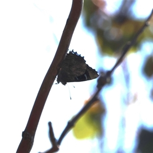 Ogyris olane (Broad-margined Azure) at Theodore, ACT - 14 Sep 2025 by Liam.m