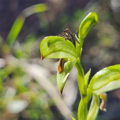 Pterostylis loganii (Logan's Tall Greenhood) at Monga, NSW - 14 Sep 2025 by MatthewFrawley
