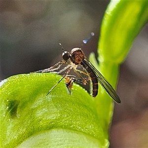 Empididae (family) at Monga, NSW - 14 Sep 2025 by MatthewFrawley