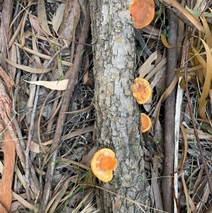 Trametes coccinea (Scarlet Bracket) at Ulladulla, NSW - 14 Sep 2025 by Clarel
