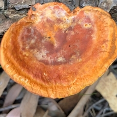 Trametes coccinea at Ulladulla, NSW - 14 Sep 2025 01:19 PM