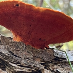 Trametes coccinea at Ulladulla, NSW - 14 Sep 2025 01:19 PM