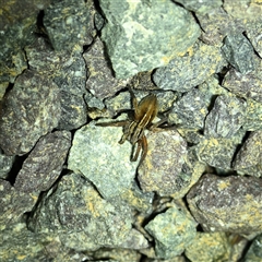 Miturga sp. (genus) (Unidentified False wolf spider) at Throsby, ACT - 12 Sep 2025 by davidcunninghamwildlife