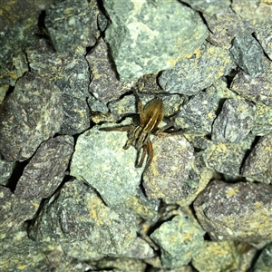 Miturga sp. (genus) (Unidentified False wolf spider) at Throsby, ACT - 12 Sep 2025 by davidcunninghamwildlife