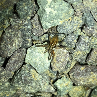 Miturga sp. (genus) (Unidentified False wolf spider) at Throsby, ACT - 12 Sep 2025 by davidcunninghamwildlife