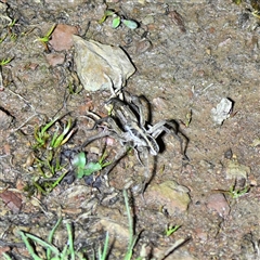 Lycosidae (family) (Wolf spider) at Throsby, ACT - 12 Sep 2025 by davidcunninghamwildlife
