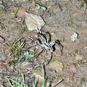 Lycosidae (family) (Wolf spider) at Throsby, ACT - 12 Sep 2025 by davidcunninghamwildlife