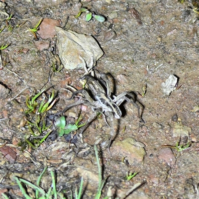 Lycosidae (family) (Wolf spider) at Throsby, ACT - 12 Sep 2025 by davidcunninghamwildlife