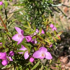 Boronia pinnata at Vincentia, NSW - 13 Sep 2025 by Clarel
