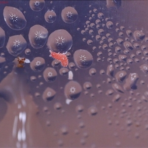 Poduromorpha sp. (order) at Bonner, ACT - suppressed