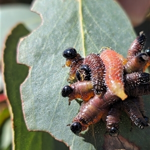 Pergidae sp. (family) (Unidentified Sawfly) at Tennent, ACT - 14 Sep 2025 by FeralGhostbat