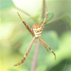 Argiope keyserlingi (St Andrew's Cross Spider) at Lavender Bay, NSW - 9 Sep 2025 by ConBoekel