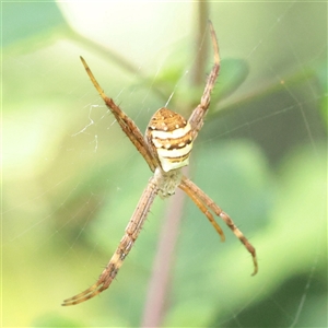 Argiope keyserlingi (St Andrew's Cross Spider) at Lavender Bay, NSW - 9 Sep 2025 by ConBoekel