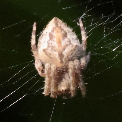 Unverified Spider at Milsons Point, NSW - 9 Sep 2025 by ConBoekel