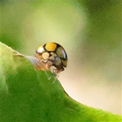 Illeis galbula (Fungus-eating Ladybird) at Lavender Bay, NSW - 9 Sep 2025 by ConBoekel
