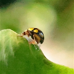 Illeis galbula at Lavender Bay, NSW - 9 Sep 2025 03:30 PM