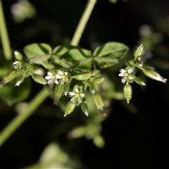 Unverified Other Wildflower or Herb at Milsons Point, NSW - 9 Sep 2025 by ConBoekel