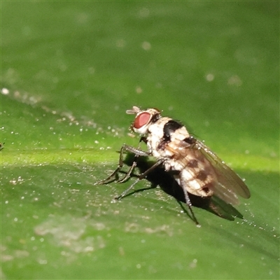 Anthomyia (genus) (A root-maggot fly) at Lavender Bay, NSW - 9 Sep 2025 by ConBoekel