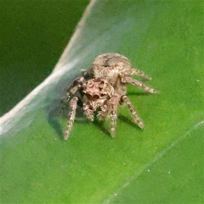 Servaea incana (Hoary Servaea) at Lavender Bay, NSW - 9 Sep 2025 by ConBoekel