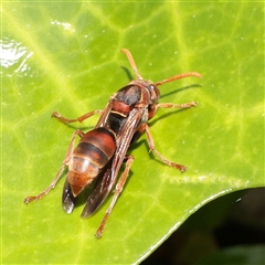 Polistes (Polistella) humilis (Common Paper Wasp) at Lavender Bay, NSW - 9 Sep 2025 by ConBoekel
