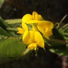 Unverified Pea at McMahons Point, NSW - 9 Sep 2025 by ConBoekel