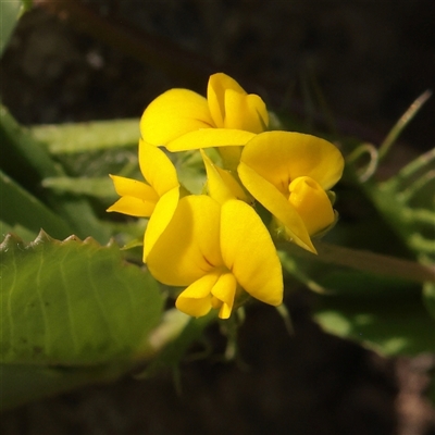 Unverified Pea at McMahons Point, NSW - 9 Sep 2025 by ConBoekel