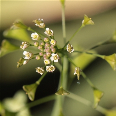 Unverified Other Wildflower or Herb at McMahons Point, NSW - 9 Sep 2025 by ConBoekel