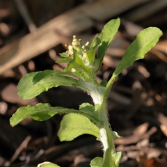 Unverified Other Wildflower or Herb at McMahons Point, NSW - 9 Sep 2025 by ConBoekel